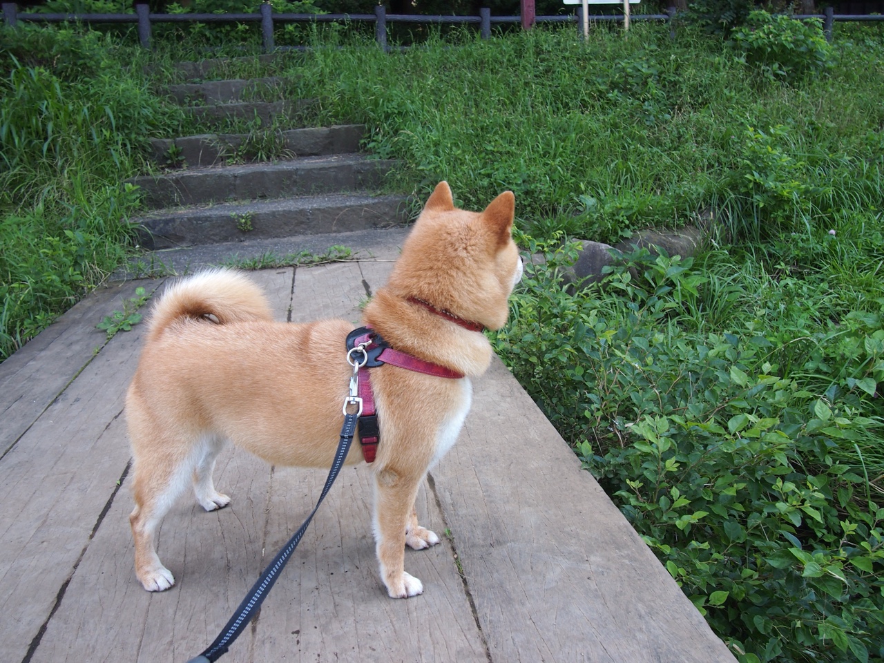 福登节奏，当NBA总决赛之夜被足球魔法点亮